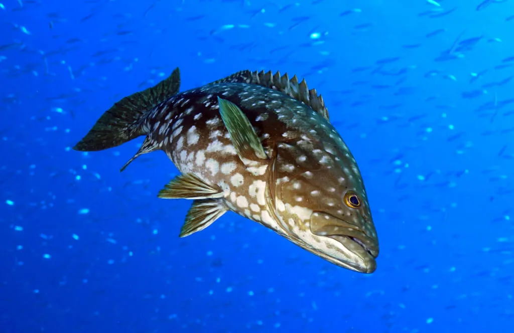 Holiday Program, Fuerteventura, Idegen vezetés, Magyarúl, Program, Túra, Buszos kirándulás, Nyaralás, hajó kirándulás, programok vizen, földön és levegőben