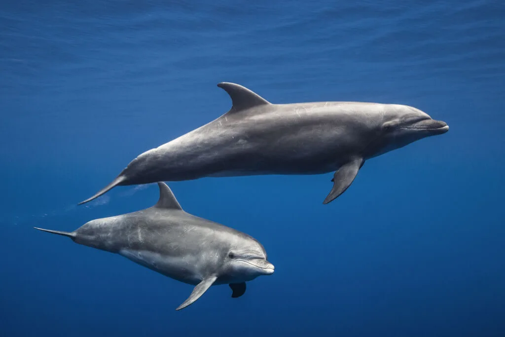 Holiday Program, Fuerteventura, Idegen vezetés, Magyarúl, Program, Túra, Buszos kirándulás, Nyaralás, hajó kirándulás, programok vizen, földön és levegőben