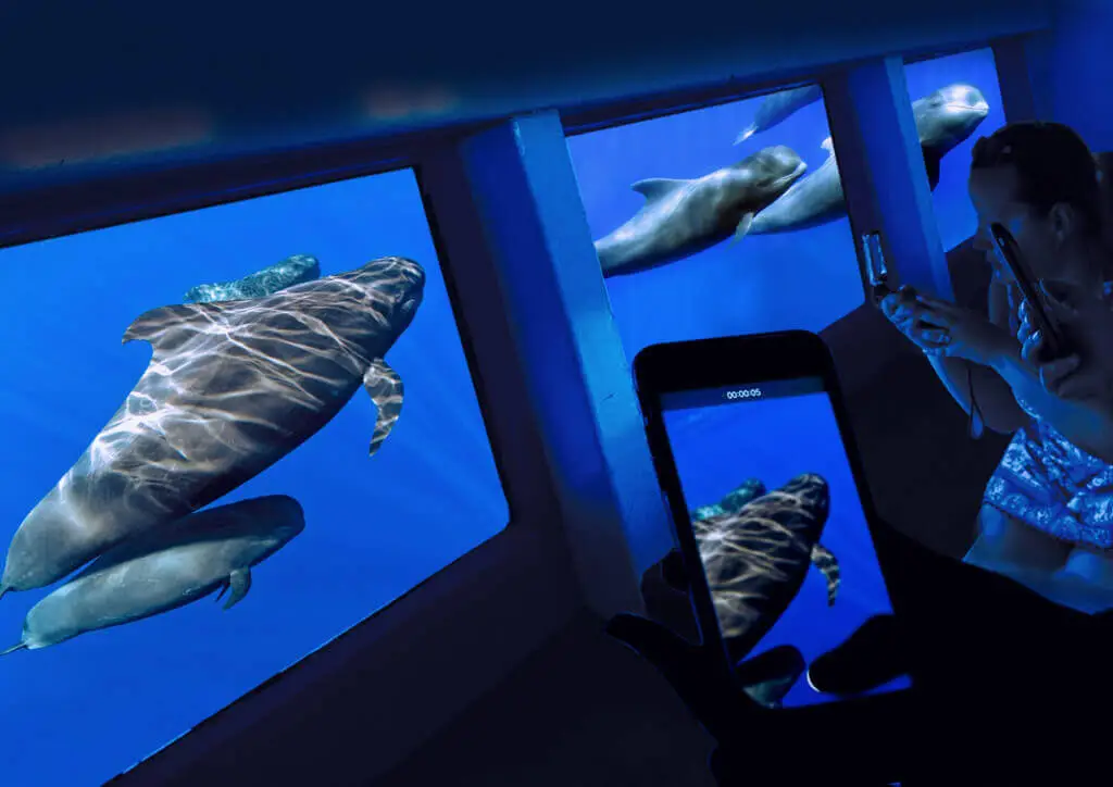 Holiday Program, Fuerteventura, Idegen vezetés, Magyarúl, Program, Túra, Buszos kirándulás, Nyaralás, hajó kirándulás, programok vizen, földön és levegőben