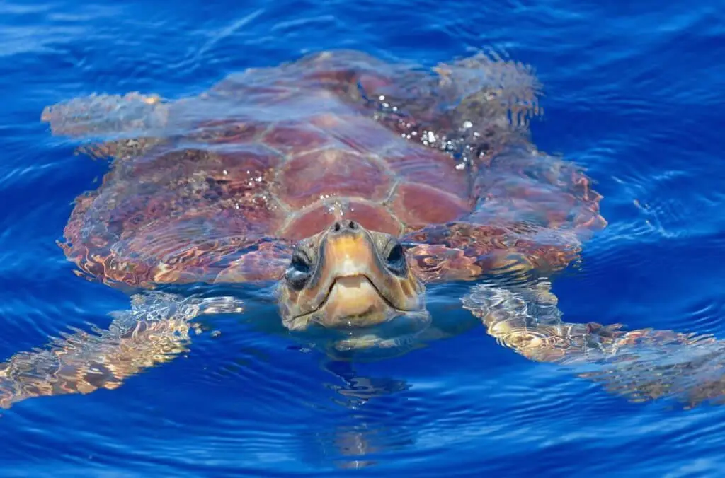 Holiday Program, Fuerteventura, Idegen vezetés, Magyarúl, Program, Túra, Buszos kirándulás, Nyaralás, hajó kirándulás, programok vizen, földön és levegőben