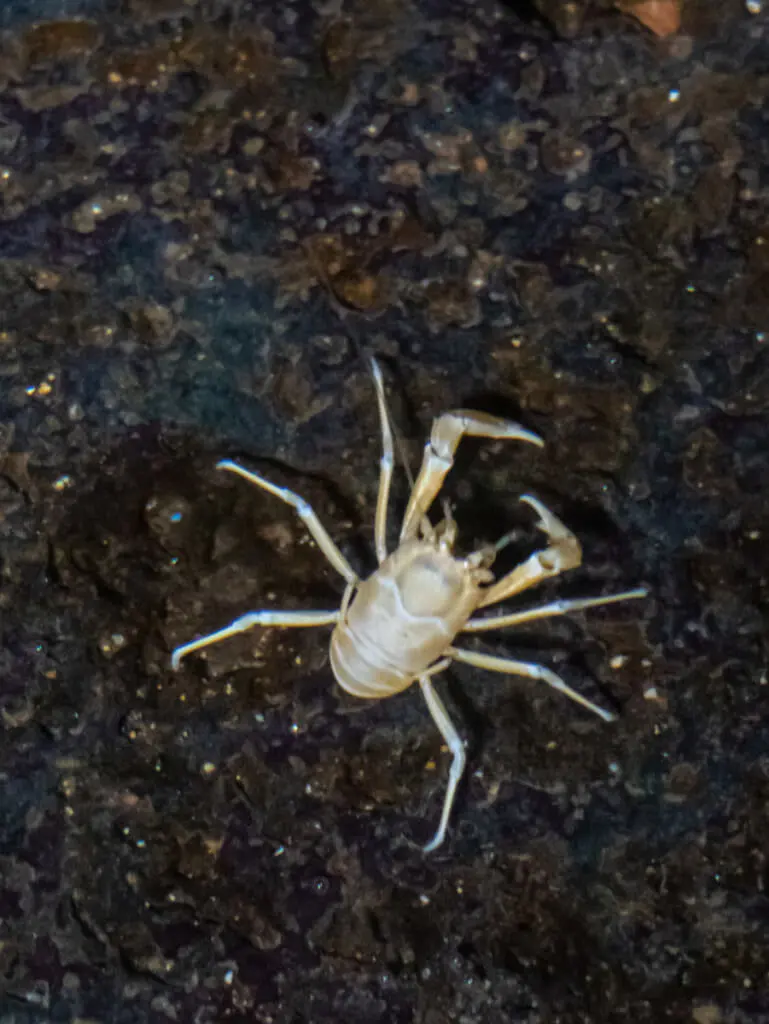 Holiday Program, Fuerteventura, Idegen vezetés, Magyarúl, Program, Túra, Buszos kirándulás, Nyaralás, hajó kirándulás, programok vizen, földön és levegőben