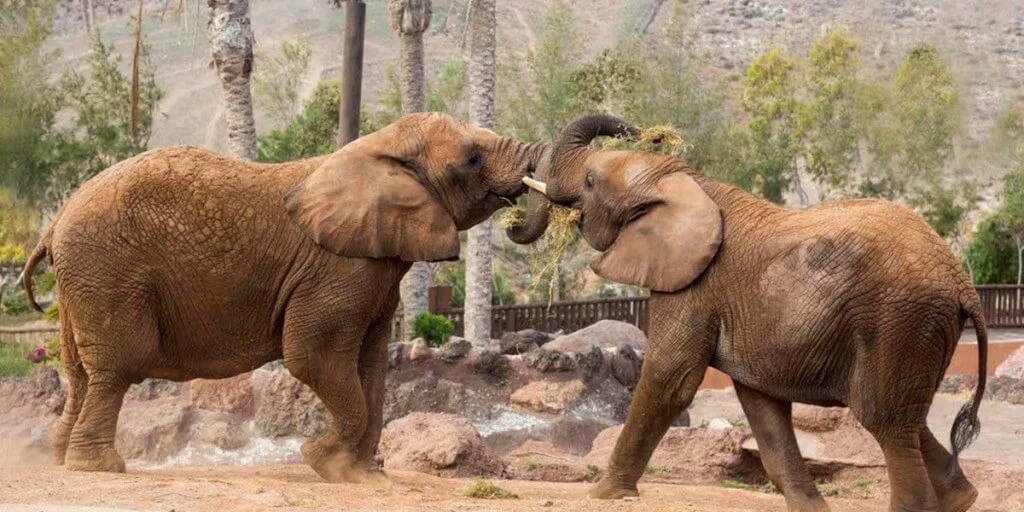 Holiday Program, Fuerteventura, Idegen vezetés, Magyarúl, Program, Túra, Buszos kirándulás, Nyaralás, hajó kirándulás, programok vizen, földön és levegőben