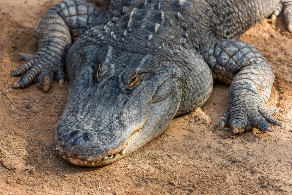 Holiday Program, Fuerteventura, Idegen vezetés, Magyarúl, Program, Túra, Buszos kirándulás, Nyaralás, hajó kirándulás, programok vizen, földön és levegőben