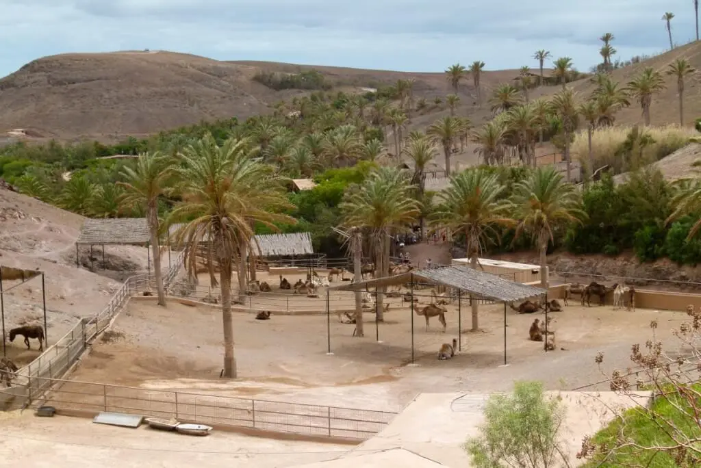 Holiday Program, Fuerteventura, Idegen vezetés, Magyarúl, Program, Túra, Buszos kirándulás, Nyaralás, hajó kirándulás, programok vizen, földön és levegőben