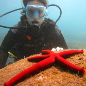 Holiday Program, Madeira, Idegen vezetés, Magyarul, Program, Túra, Buszos kirándulás, Nyaralás, hajó kirándulás, programok vizen, földön és levegőben