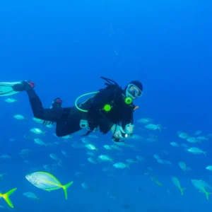 Holiday Program, Madeira, Idegen vezetés, Magyarul, Program, Túra, Buszos kirándulás, Nyaralás, hajó kirándulás, programok vizen, földön és levegőben