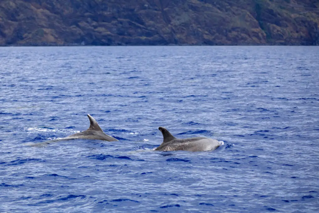 Holiday Program, Madeira, Idegen vezetés, Magyarul, Program, Túra, Buszos kirándulás, Nyaralás, hajó kirándulás, programok vizen, földön és levegőben