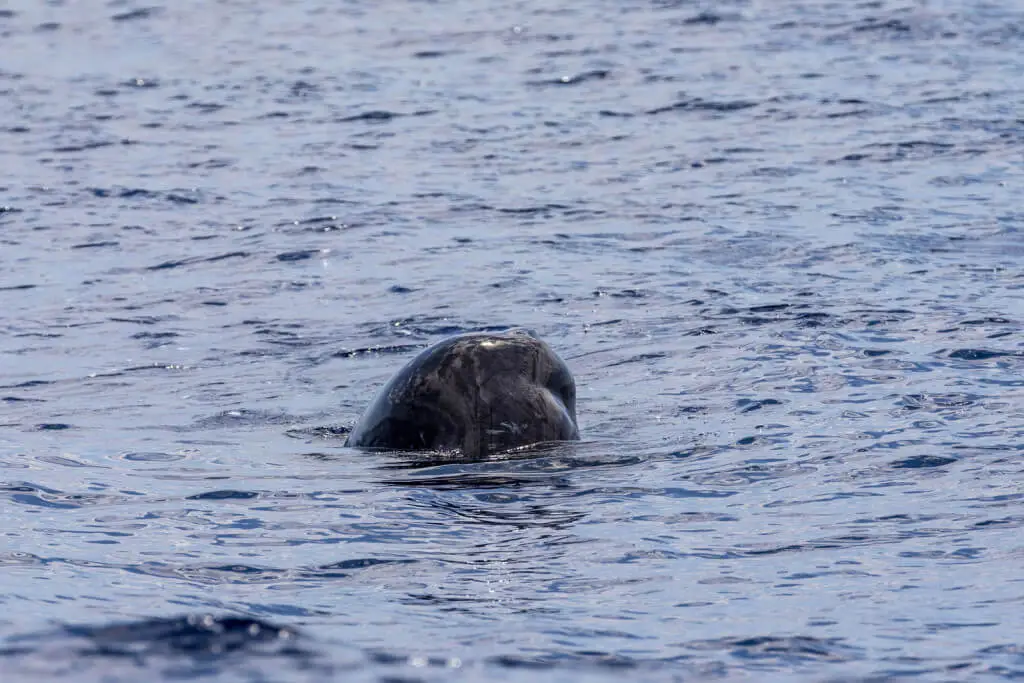 Holiday Program, Madeira, Idegen vezetés, Magyarul, Program, Túra, Buszos kirándulás, Nyaralás, hajó kirándulás, programok vizen, földön és levegőben