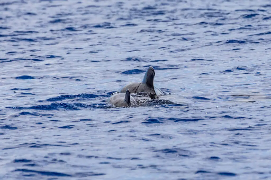 Holiday Program, Madeira, Idegen vezetés, Magyarul, Program, Túra, Buszos kirándulás, Nyaralás, hajó kirándulás, programok vizen, földön és levegőben