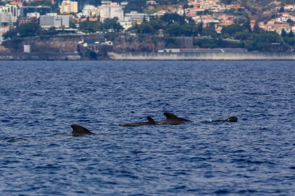 Holiday Program, Madeira, Idegen vezetés, Magyarul, Program, Túra, Buszos kirándulás, Nyaralás, hajó kirándulás, programok vizen, földön és levegőben