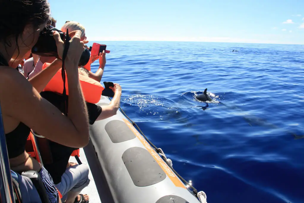 Holiday Program, Madeira, Idegen vezetés, Magyarul, Program, Túra, Buszos kirándulás, Nyaralás, hajó kirándulás, programok vizen, földön és levegőben