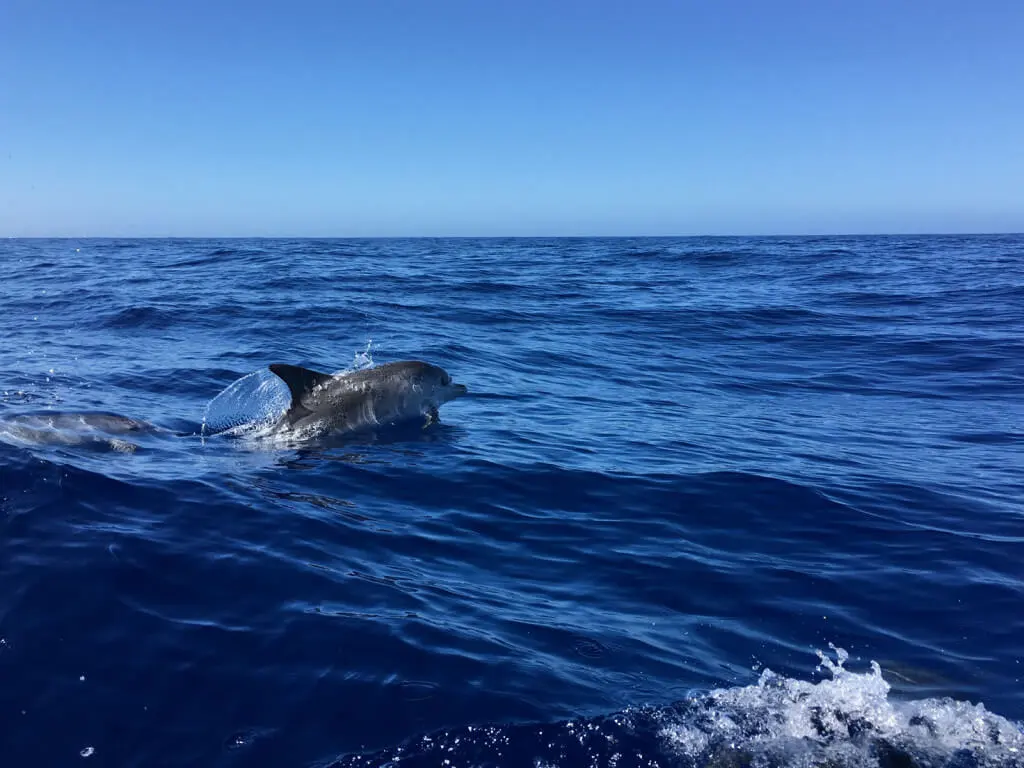 Holiday Program, Madeira, Idegen vezetés, Magyarul, Program, Túra, Buszos kirándulás, Nyaralás, hajó kirándulás, programok vizen, földön és levegőben