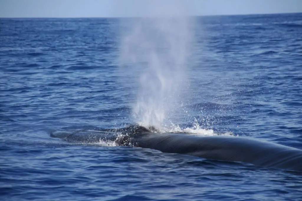 Holiday Program, Madeira, Idegen vezetés, Magyarul, Program, Túra, Buszos kirándulás, Nyaralás, hajó kirándulás, programok vizen, földön és levegőben