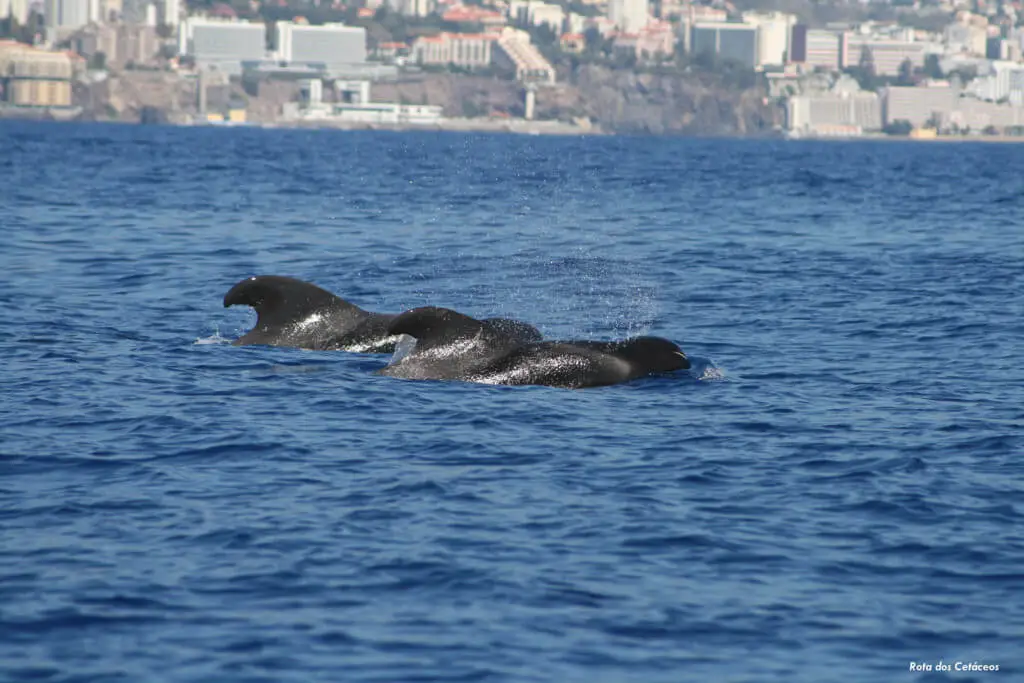Holiday Program, Madeira, Idegen vezetés, Magyarul, Program, Túra, Buszos kirándulás, Nyaralás, hajó kirándulás, programok vizen, földön és levegőben