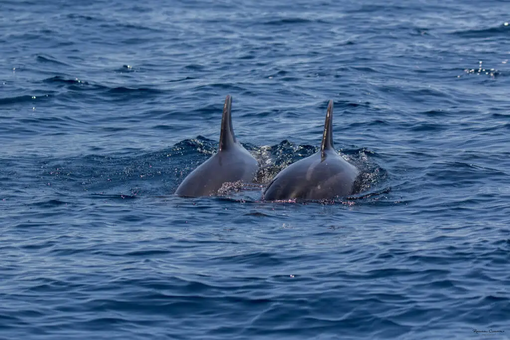 Holiday Program, Madeira, Idegen vezetés, Magyarul, Program, Túra, Buszos kirándulás, Nyaralás, hajó kirándulás, programok vizen, földön és levegőben