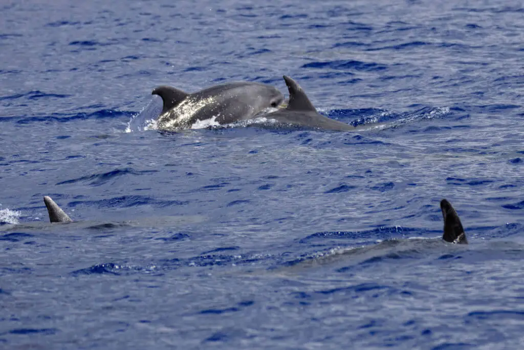 Holiday Program, Madeira, Idegen vezetés, Magyarul, Program, Túra, Buszos kirándulás, Nyaralás, hajó kirándulás, programok vizen, földön és levegőben