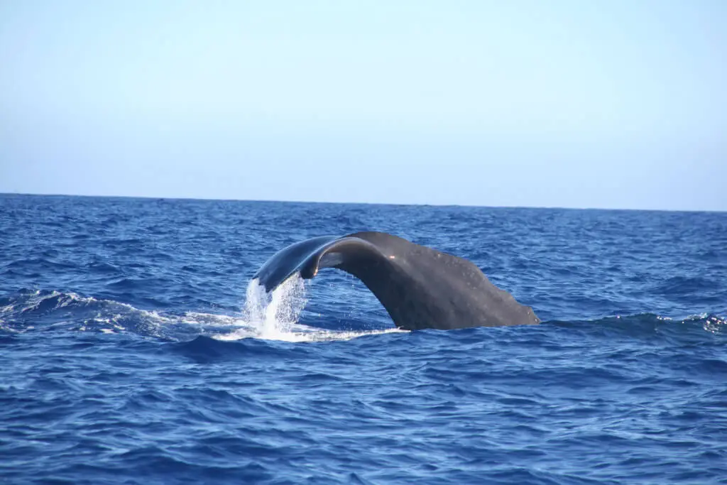 Holiday Program, Madeira, Idegen vezetés, Magyarul, Program, Túra, Buszos kirándulás, Nyaralás, hajó kirándulás, programok vizen, földön és levegőben