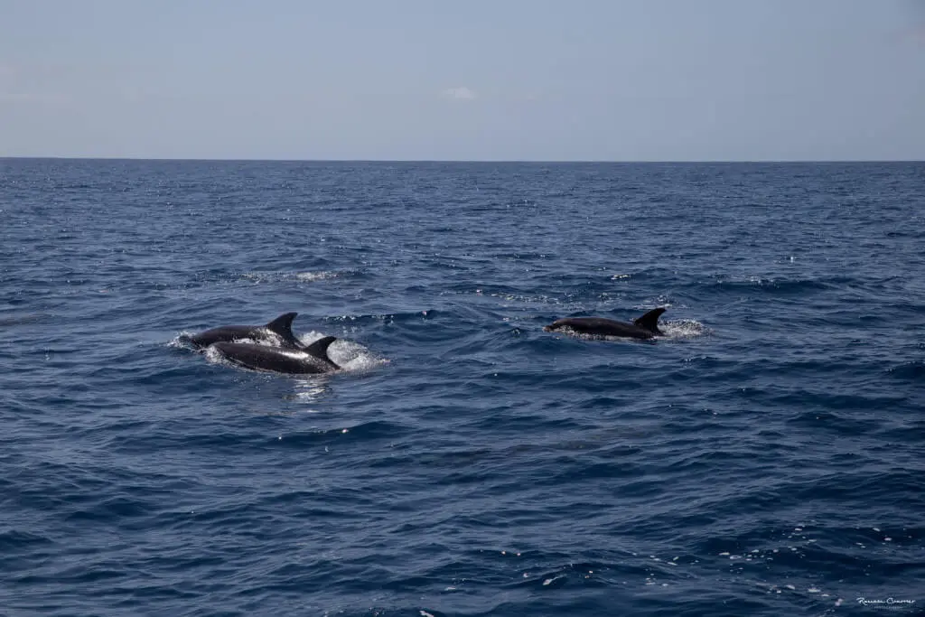 Holiday Program, Madeira, Idegen vezetés, Magyarul, Program, Túra, Buszos kirándulás, Nyaralás, hajó kirándulás, programok vizen, földön és levegőben
