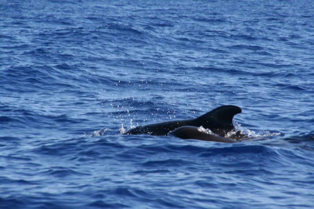 Holiday Program, Madeira, Idegen vezetés, Magyarul, Program, Túra, Buszos kirándulás, Nyaralás, hajó kirándulás, programok vizen, földön és levegőben