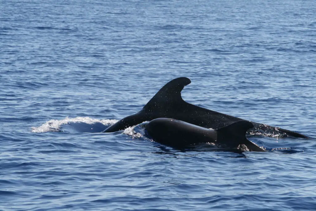 Holiday Program, Madeira, Idegen vezetés, Magyarul, Program, Túra, Buszos kirándulás, Nyaralás, hajó kirándulás, programok vizen, földön és levegőben
