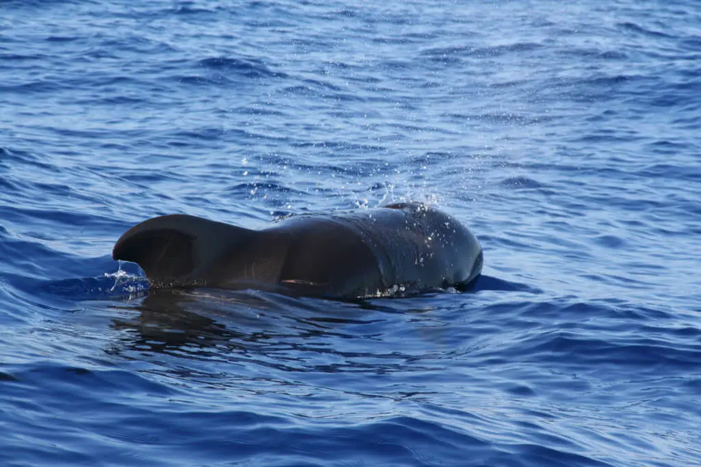 Holiday Program, Madeira, Idegen vezetés, Magyarul, Program, Túra, Buszos kirándulás, Nyaralás, hajó kirándulás, programok vizen, földön és levegőben