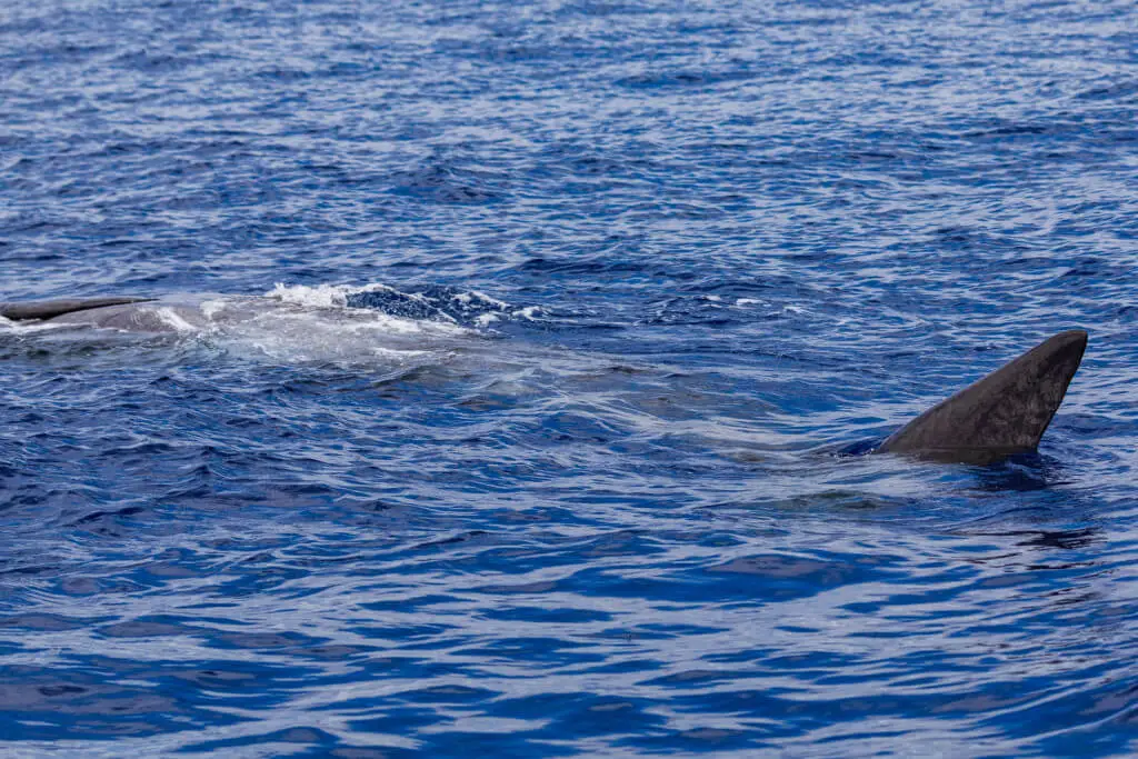 Holiday Program, Madeira, Idegen vezetés, Magyarul, Program, Túra, Buszos kirándulás, Nyaralás, hajó kirándulás, programok vizen, földön és levegőben