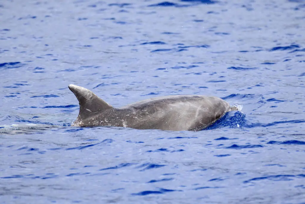 Holiday Program, Madeira, Idegen vezetés, Magyarul, Program, Túra, Buszos kirándulás, Nyaralás, hajó kirándulás, programok vizen, földön és levegőben