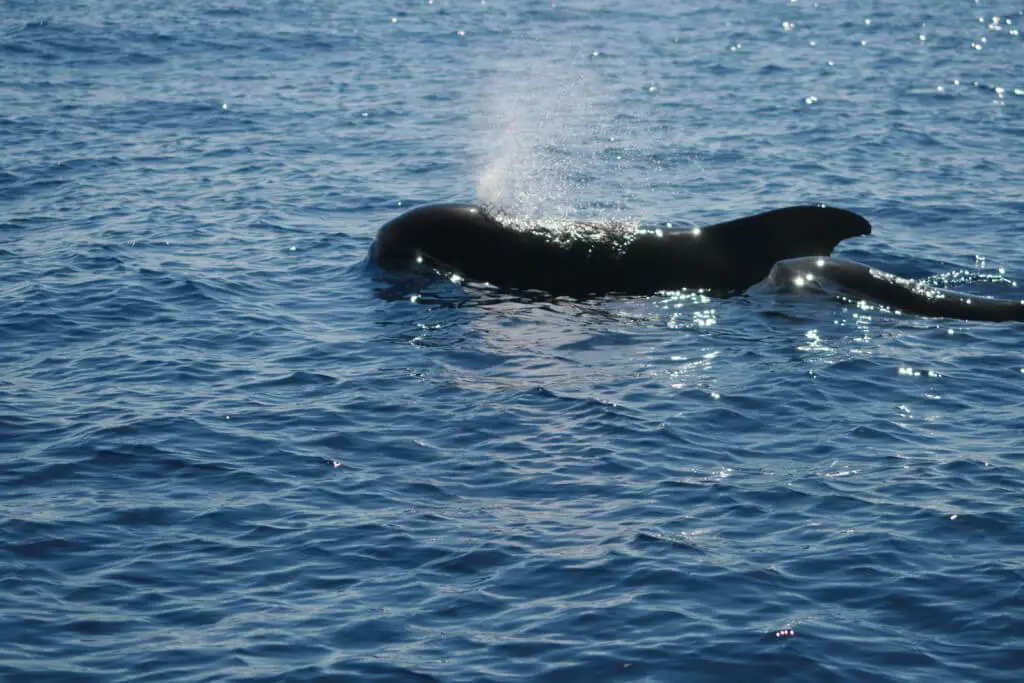 Holiday Program, Madeira, Idegen vezetés, Magyarul, Program, Túra, Buszos kirándulás, Nyaralás, hajó kirándulás, programok vizen, földön és levegőben