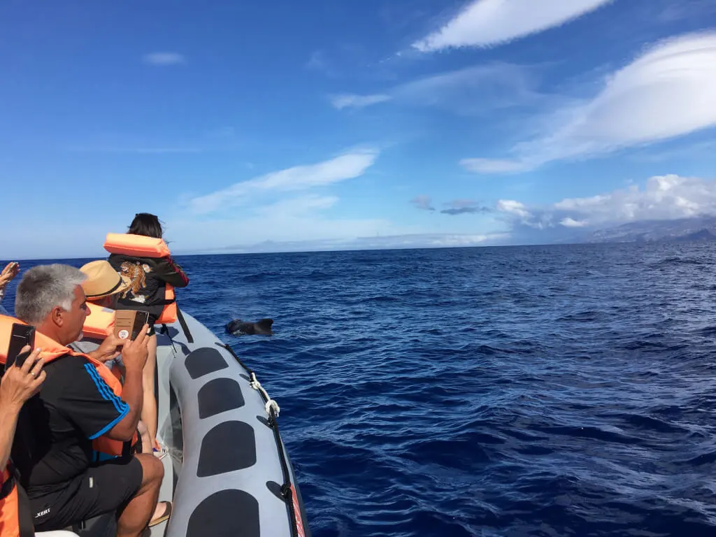 Holiday Program, Madeira, Idegen vezetés, Magyarul, Program, Túra, Buszos kirándulás, Nyaralás, hajó kirándulás, programok vizen, földön és levegőben