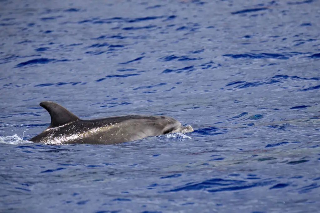 Holiday Program, Madeira, Idegen vezetés, Magyarul, Program, Túra, Buszos kirándulás, Nyaralás, hajó kirándulás, programok vizen, földön és levegőben