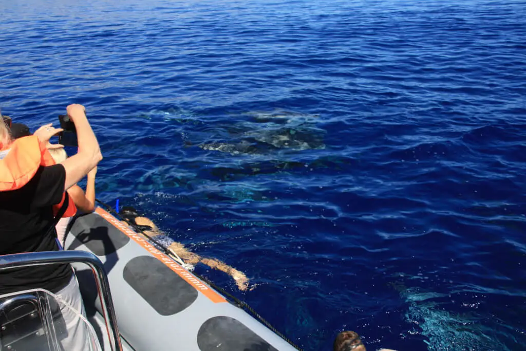 Holiday Program, Madeira, Idegen vezetés, Magyarul, Program, Túra, Buszos kirándulás, Nyaralás, hajó kirándulás, programok vizen, földön és levegőben