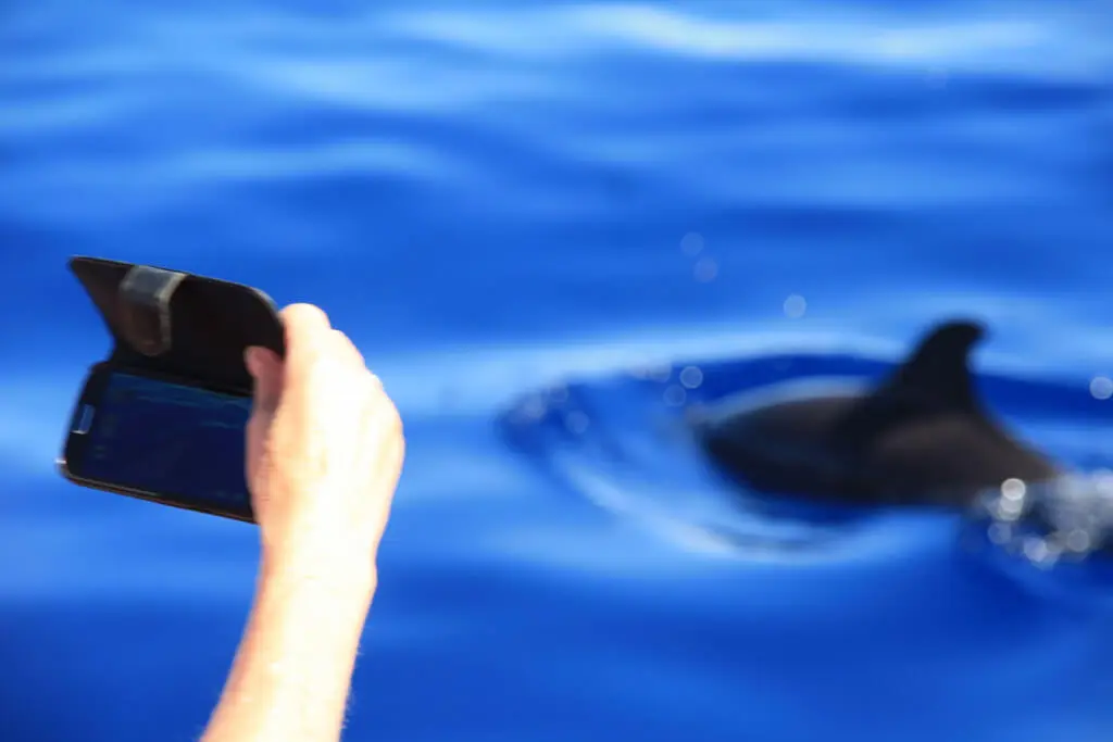 Holiday Program, Madeira, Idegen vezetés, Magyarul, Program, Túra, Buszos kirándulás, Nyaralás, hajó kirándulás, programok vizen, földön és levegőben