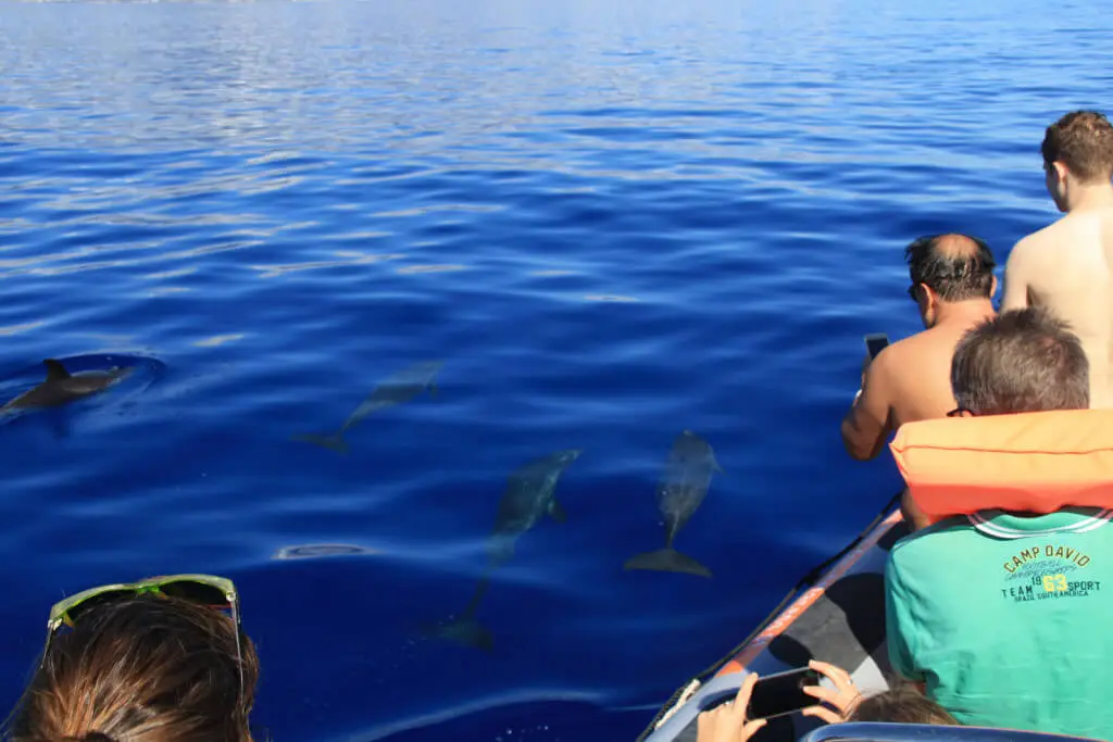Holiday Program, Madeira, Idegen vezetés, Magyarul, Program, Túra, Buszos kirándulás, Nyaralás, hajó kirándulás, programok vizen, földön és levegőben