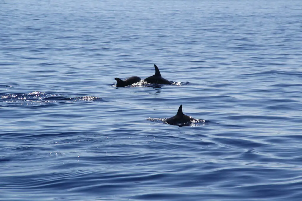 Holiday Program, Madeira, Idegen vezetés, Magyarul, Program, Túra, Buszos kirándulás, Nyaralás, hajó kirándulás, programok vizen, földön és levegőben