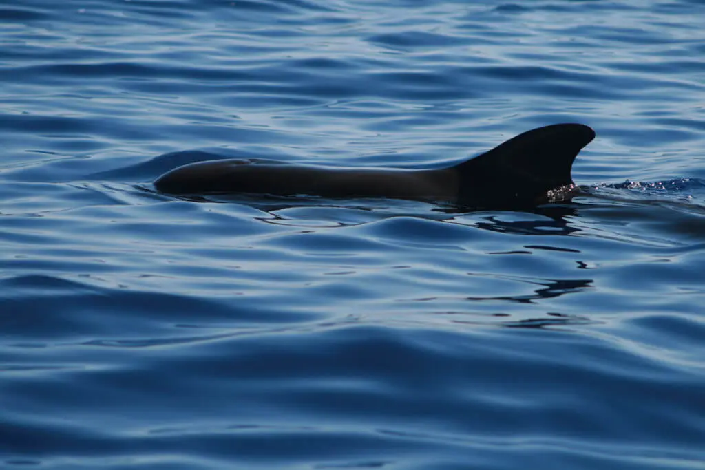 Holiday Program, Madeira, Idegen vezetés, Magyarul, Program, Túra, Buszos kirándulás, Nyaralás, hajó kirándulás, programok vizen, földön és levegőben