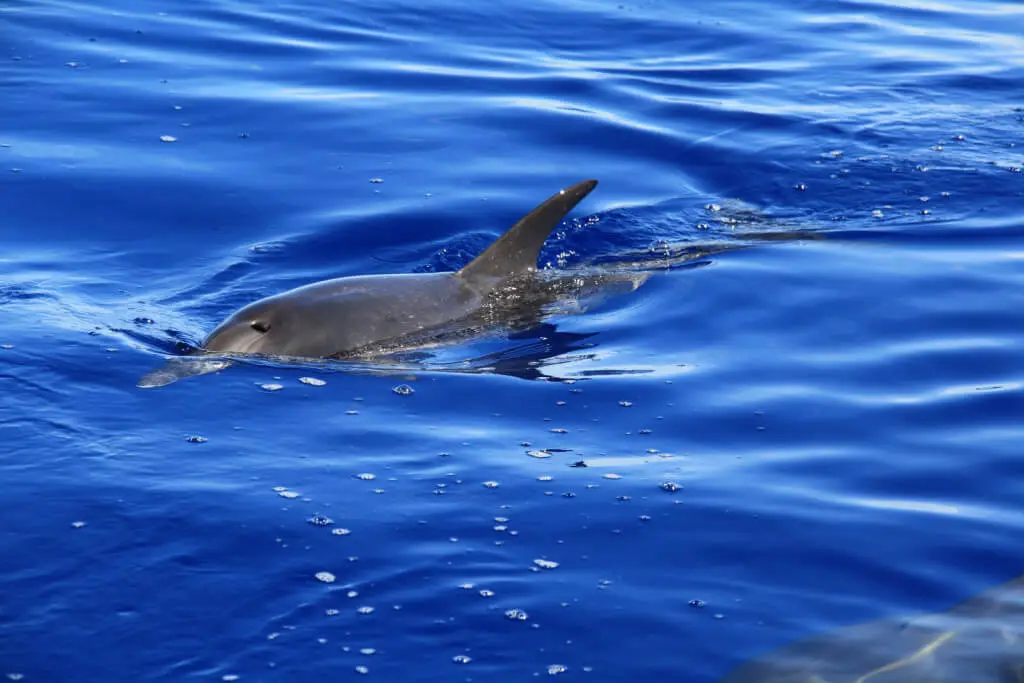 Holiday Program, Madeira, Idegen vezetés, Magyarul, Program, Túra, Buszos kirándulás, Nyaralás, hajó kirándulás, programok vizen, földön és levegőben
