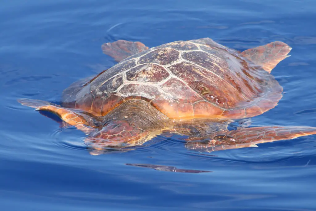 Holiday Program, Madeira, Idegen vezetés, Magyarul, Program, Túra, Buszos kirándulás, Nyaralás, hajó kirándulás, programok vizen, földön és levegőben