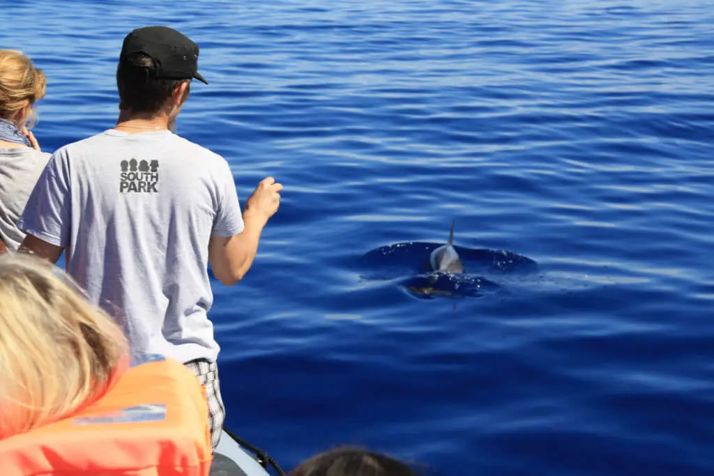 Holiday Program, Madeira, Idegen vezetés, Magyarul, Program, Túra, Buszos kirándulás, Nyaralás, hajó kirándulás, programok vizen, földön és levegőben