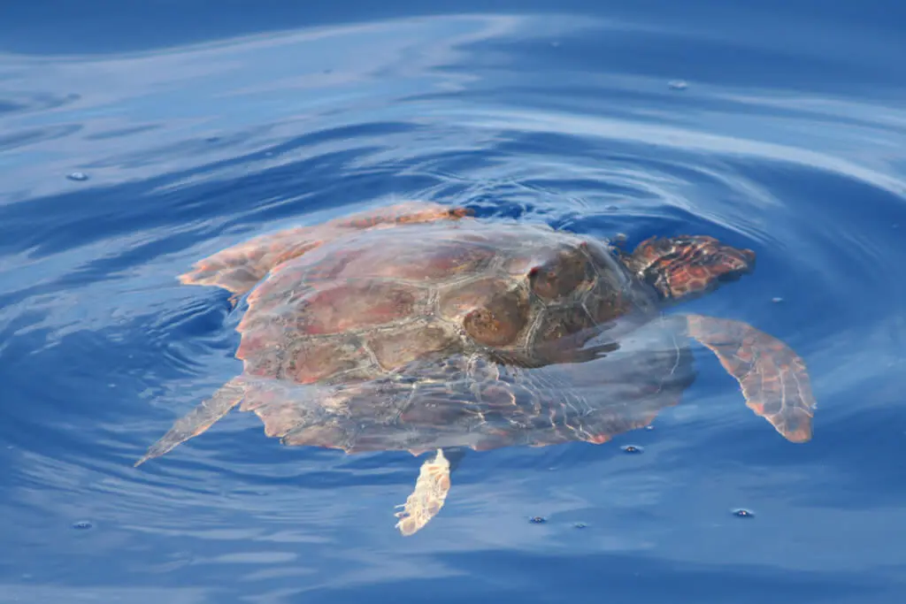 Holiday Program, Madeira, Idegen vezetés, Magyarul, Program, Túra, Buszos kirándulás, Nyaralás, hajó kirándulás, programok vizen, földön és levegőben
