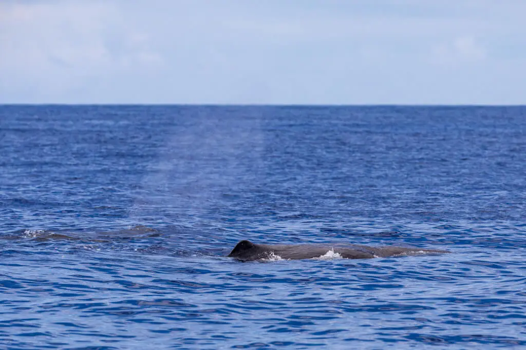 Holiday Program, Madeira, Idegen vezetés, Magyarul, Program, Túra, Buszos kirándulás, Nyaralás, hajó kirándulás, programok vizen, földön és levegőben