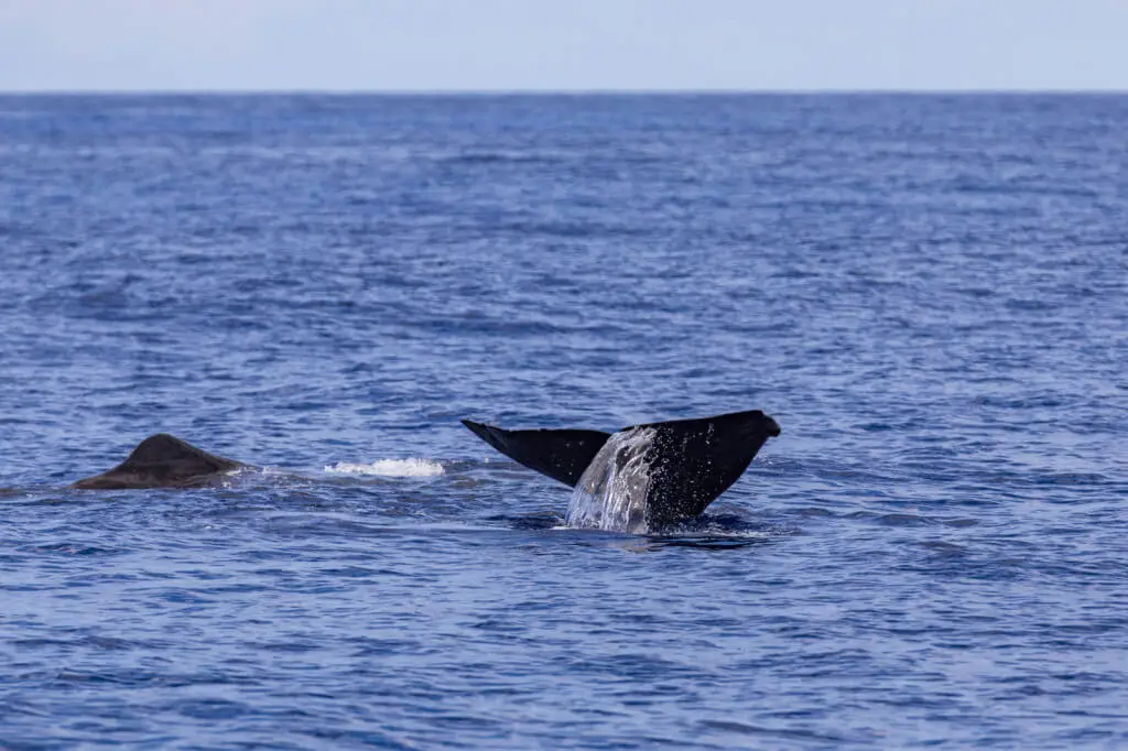 Holiday Program, Madeira, Idegen vezetés, Magyarul, Program, Túra, Buszos kirándulás, Nyaralás, hajó kirándulás, programok vizen, földön és levegőben