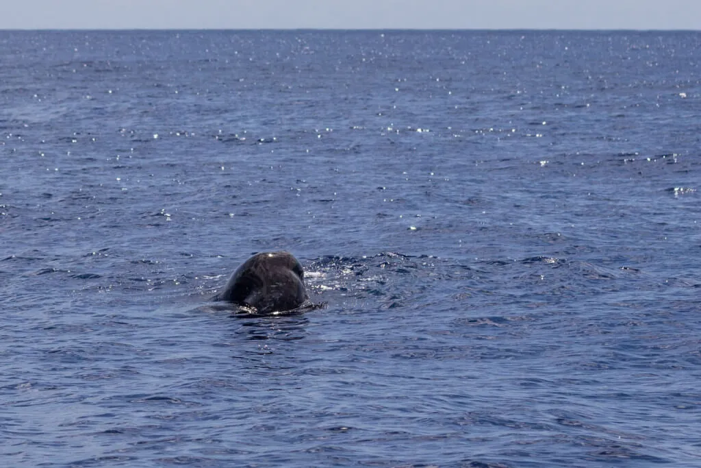 Holiday Program, Madeira, Idegen vezetés, Magyarul, Program, Túra, Buszos kirándulás, Nyaralás, hajó kirándulás, programok vizen, földön és levegőben