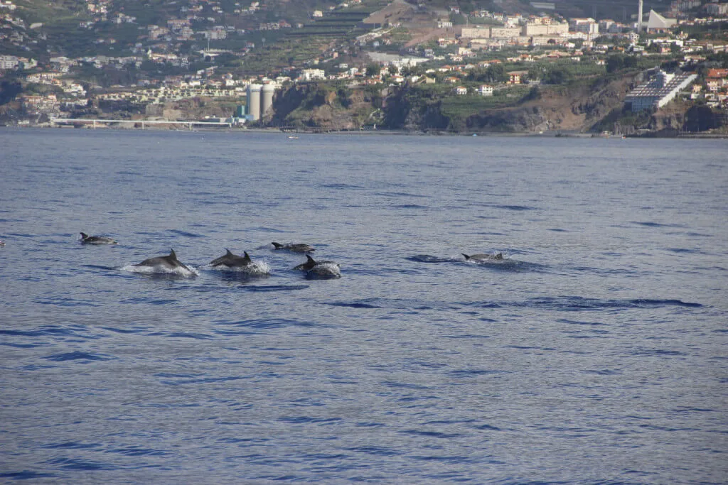 Holiday Program, Madeira, Idegen vezetés, Magyarul, Program, Túra, Buszos kirándulás, Nyaralás, hajó kirándulás, programok vizen, földön és levegőben