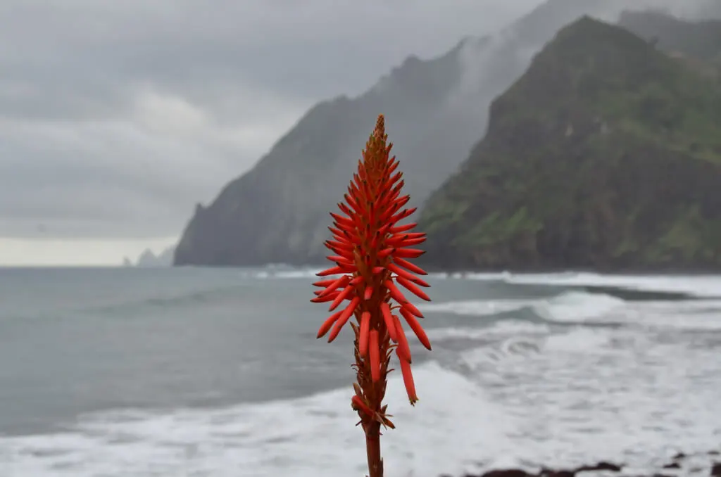 Holiday Program, Madeira, Idegen vezetés, Magyarul, Program, Túra, Buszos kirándulás, Nyaralás, hajó kirándulás, programok vizen, földön és levegőben