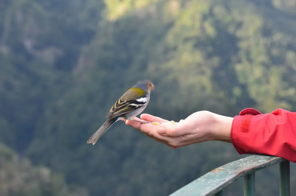 Holiday Program, Madeira, Idegen vezetés, Magyarul, Program, Túra, Buszos kirándulás, Nyaralás, hajó kirándulás, programok vizen, földön és levegőben