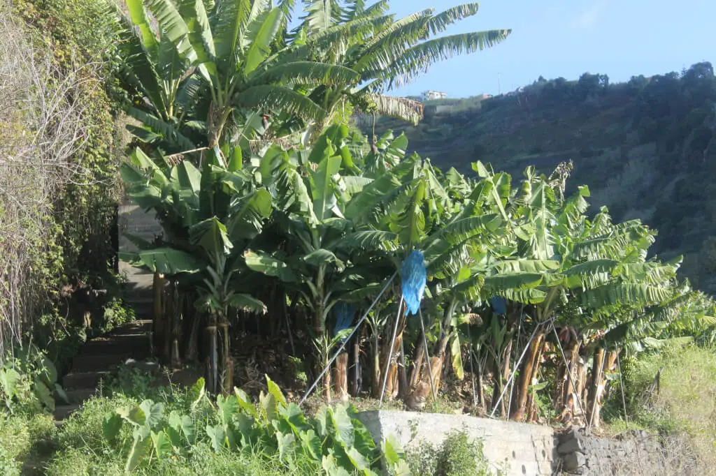 Holiday Program, Madeira, Idegen vezetés, Magyarul, Program, Túra, Buszos kirándulás, Nyaralás, hajó kirándulás, programok vizen, földön és levegőben