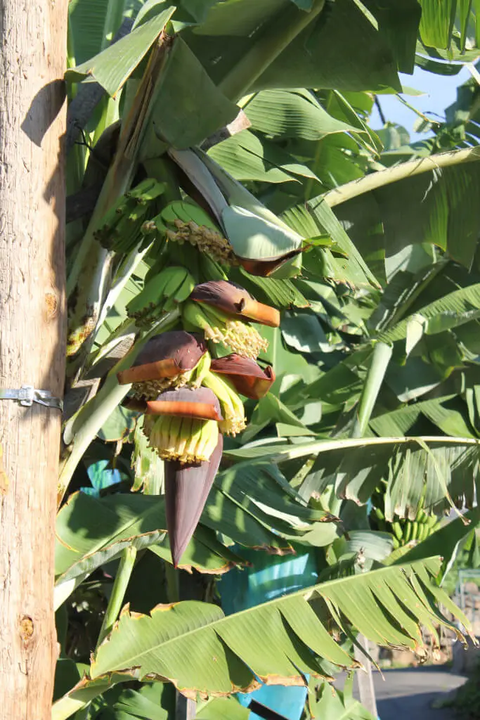 Holiday Program, Madeira, Idegen vezetés, Magyarul, Program, Túra, Buszos kirándulás, Nyaralás, hajó kirándulás, programok vizen, földön és levegőben