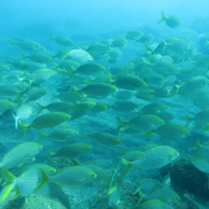 Holiday Program, Madeira, Idegen vezetés, Magyarul, Program, Túra, Buszos kirándulás, Nyaralás, hajó kirándulás, programok vizen, földön és levegőben