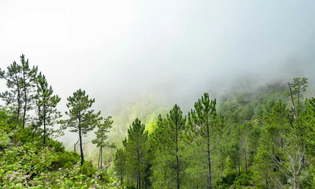 Holiday Program, Madeira, Idegen vezetés, Magyarúl, Program, Túra, Buszos kirándulás, Nyaralás, hajó kirándulás, programok vizen, földön és levegőben