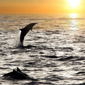 Holiday Program, Lanzarote, Kanári szigetek, Idegen vezetés, Magyarúl, Program, Túra, Buszos kirándulás, Nyaralás, hajó kirándulás, programok vízem, földön és levegőben